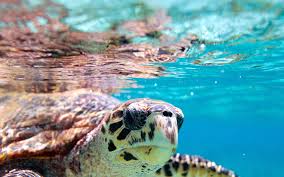 Protecting Seychelles Conservations Projects